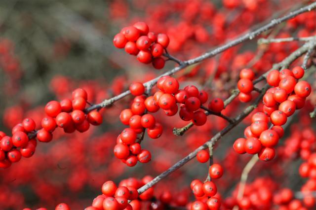 red berries